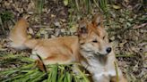 L'héritage génétique des dingos scruté par des chercheurs