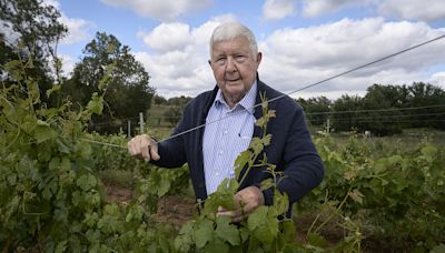 Sector do vinho discute castas resistentes e o “paradoxo” português