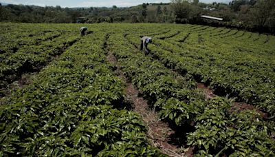 Exportaciones de café de Costa Rica suben un 18% interanual en abril: ICAFE