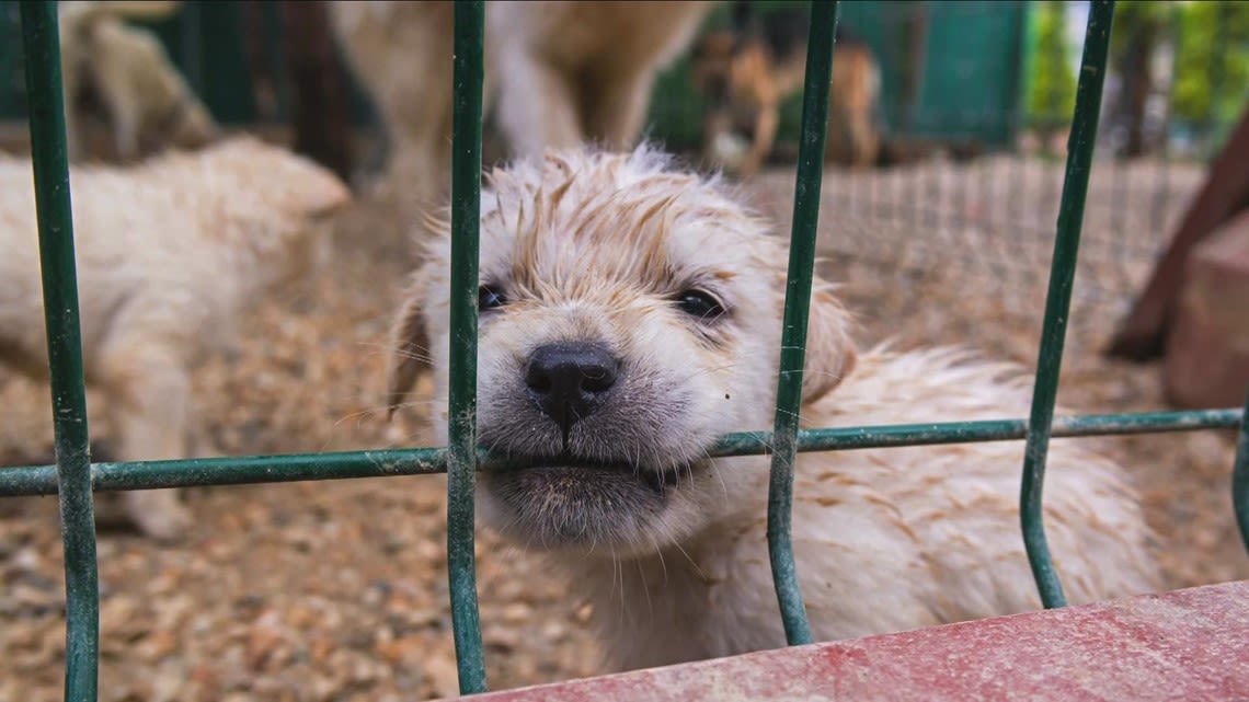 Missouri has 23 'problematic puppy mills,' the most in the nation