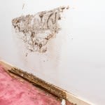 5 Ways to Tell if You Have Termite Damage or Water Damage (or Both)