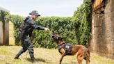 Unidad Canina del MSP: Juego y premios adiestran a perros que luego buscarán drogas, explosivos y personas