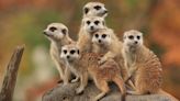 Muddling Meerkat Poses Nation-State DNS Mystery