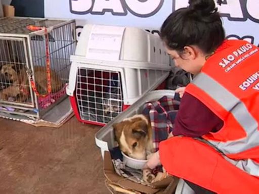 Em Canoas (RS), abrigo para cachorros encontrados na enchente pede ajuda para cuidar de mais de 2 mil animais