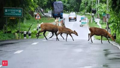 Assam floods: 17 wild animals drown, 72 rescued in Kaziranga National Park