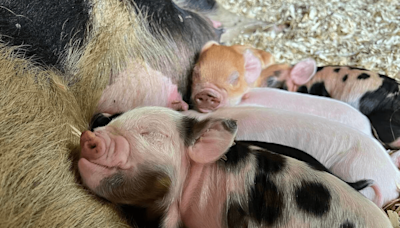 Friendly grass-eating pigs from New Zealand are gaining popularity in Maine