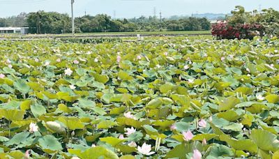 「及時雨」報到 白河蓮花季揭幕