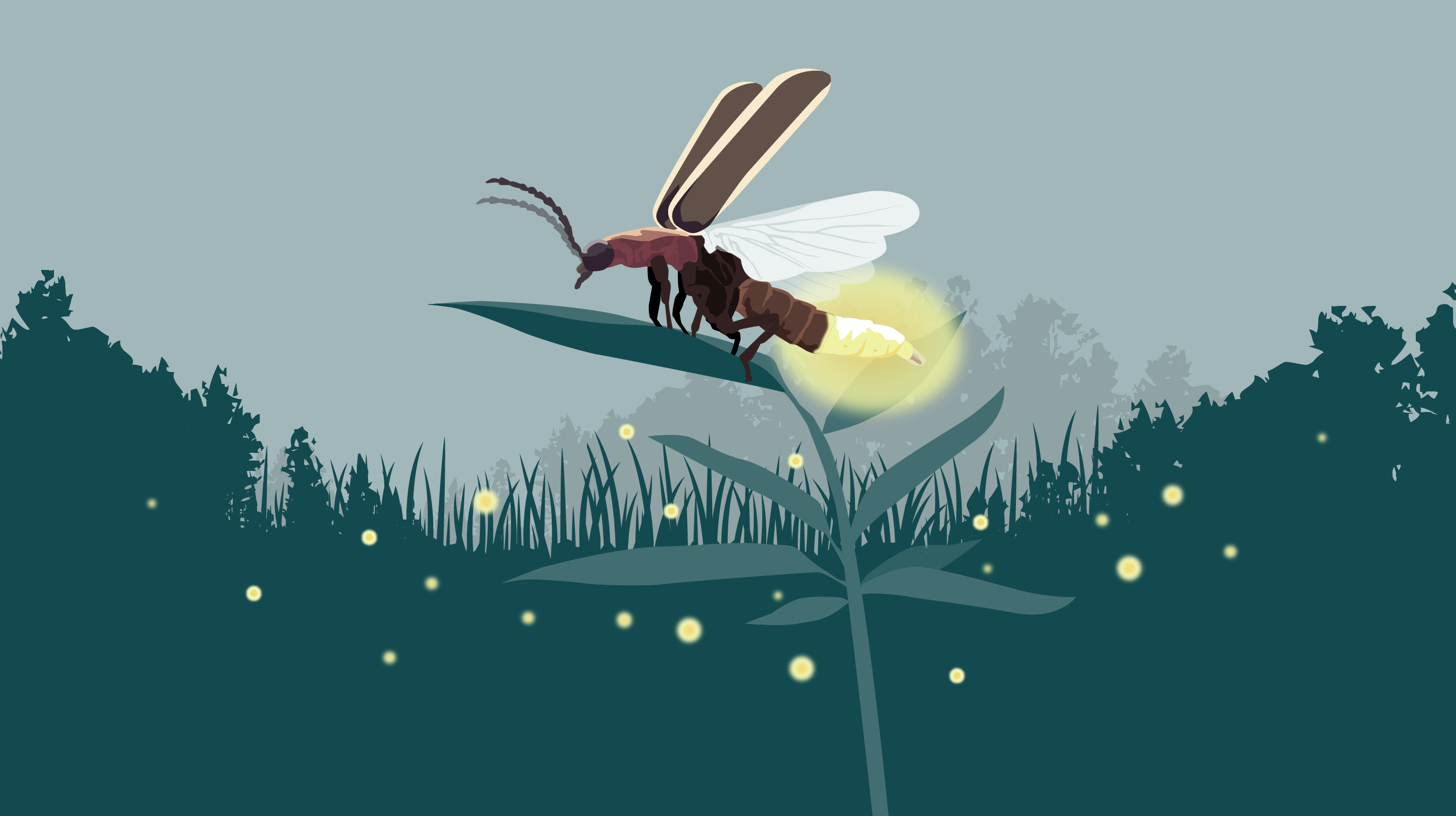 Why there's less twinkle on summer nights — and how we can help the fireflies