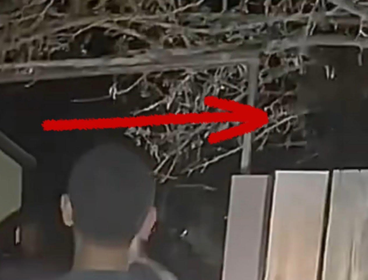 Las Vegas alien video shows at least 2 'beings' using 'cloaking' device: 'I'm opening it up to peer review'