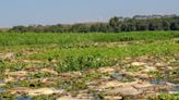 Limpeza de área de proteção ambiental do Rio Piracicaba vai levar até 10 anos