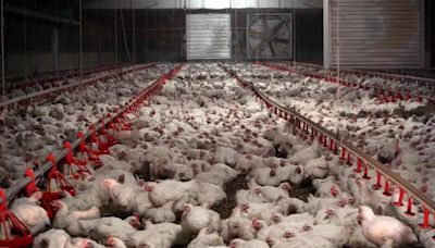 Gran parte del pollo que consumimos en Europa contiene patógenos resistentes a los antibióticos