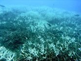 Coral bleaching