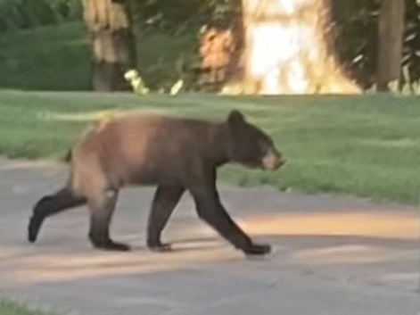 More bear cub sightings reported in St. Louis County