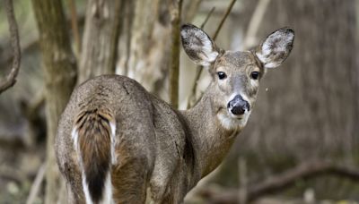 Fatal 'zombie deer' disease found in West Virginia national historic park