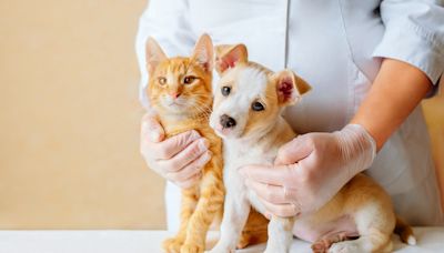 Raleigh ofrece vacunas a $5 y microchips gratis para mascotas - La Noticia