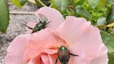 Are Japanese beetles eating up your yard? This Kentucky bug scientist has some advice