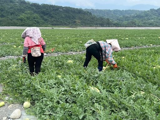 花蓮鳳林及壽豐西瓜裂果（2） (圖)