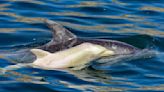 Extremely rare albino dolphin spotted in Africa, possibly for the 1st time ever