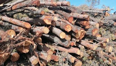 Medio Ambiente descarta paralizar las talas en Enguera