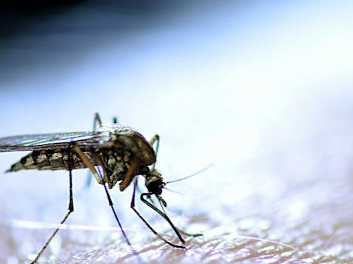 LA County releases lab-raised mosquitoes to fight mosquitoes