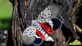 Spotted lanternflies found in a second Indiana location. They're not welcome.