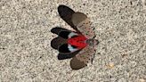 Spotted lanternfly: When will they be back and what to know about them