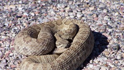 Evita que las serpientes de cascabel entren en tu patio en CA con estos consejos