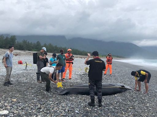 不敵凱米颱風 抹香鯨寶寶迷航擱淺死亡再也找不到媽媽｜壹蘋新聞網