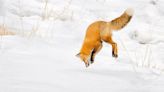 Long snouts protect foxes when they dive headfirst into snow, study finds