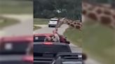Giraffe hoists toddler from car at safari park