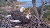 Big Bear eagles, Jackie and Shadow, may welcome first egg of season