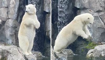 Polar bear at Alaska Zoo gives off Olympic vibe with adorable dive into pool: Watch the cute belly flop