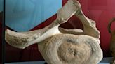 Medieval whale bone discovered at inland castle goes on display