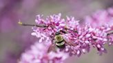 Focus on research: It’s OK to mow in May − the best way to help pollinators is by adding native plants