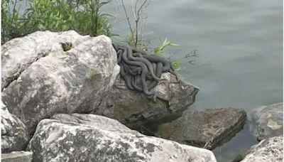 WATCH: Snake mating ball spotted on Lake Erie shore