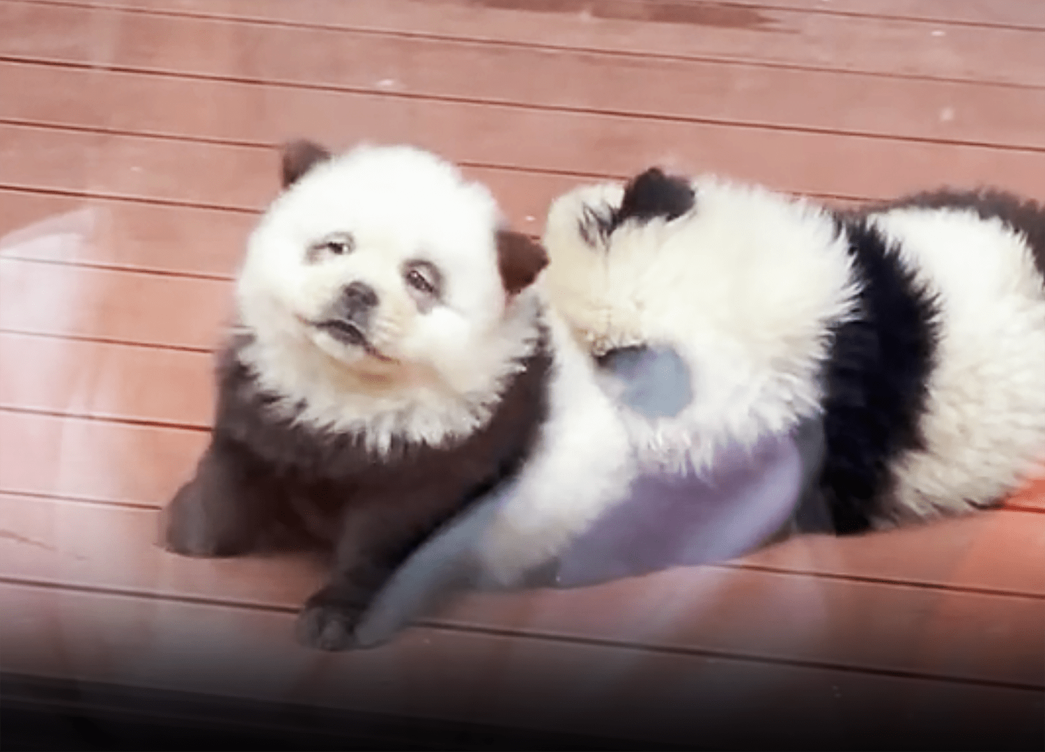 Chinese zoo under fire after dyeing dogs to resemble pandas