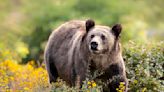 Will wolf outrage undermine state's efforts to manage grizzlies?