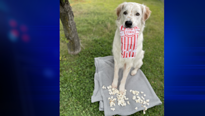 Join Yellowstone Valley Animal Shelter for a record-breaking "Movie in the Bark" on Aug 2!