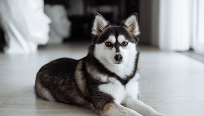 Pomsky Brings a Squirrel Into the House and Total Chaos Ensues