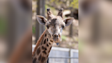 Giraffe at New York zoo dies after neck gets stuck in gate