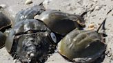 Horseshoe crab harvest change could severely impact red knots in Delaware Bay | Opinion
