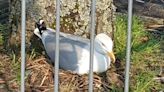 Cordon around nesting gull in supermarket car park