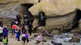 Two barking sea lions charge through crowd during breeding season at San Diego's La Jolla Cove