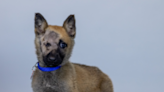 FIDO-Friday's Oregon Dog Rescue Featured Shelter Dog-ALEX | Oldies 1320 | Scott Tom
