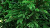 Why conifers aren’t just for Christmas