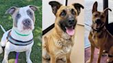 HALO Animal Rescue looking for ‘fur’-ever homes for long-timers