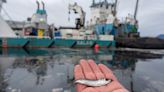 Huge spike in herring killed in B.C. salmon farm operations: DFO data