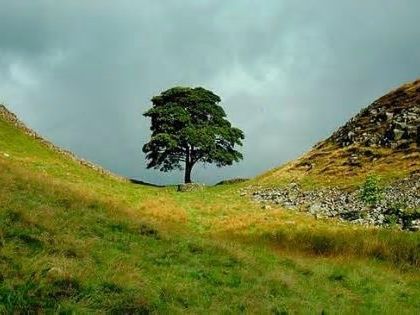 Acusados por tala ilegal del árbol de Robin Hood