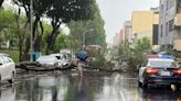 台中大雷雨轟整晚！2棵10米路樹「扛不住」連根倒塌 公車繞道行駛