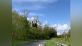 Watch: Pet goat helps rescue loose sheep in Ireland